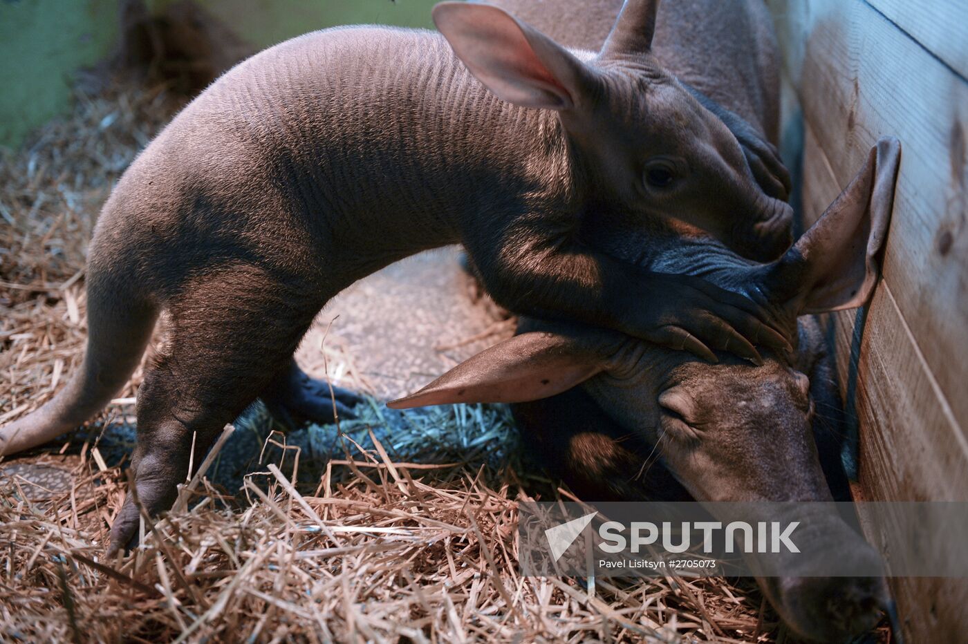 New-born aardvark at Yekaterinburg Zoo