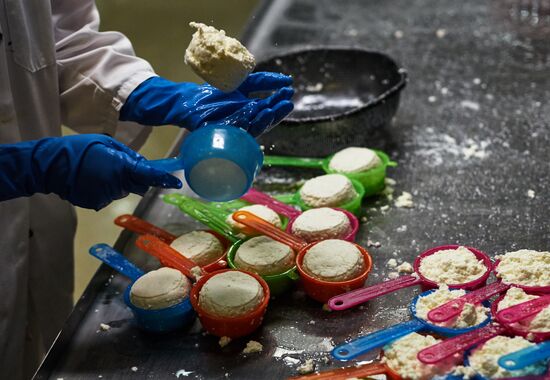 Goat cheese production at "Prinevskoe" breeding factory in the Leningrad region