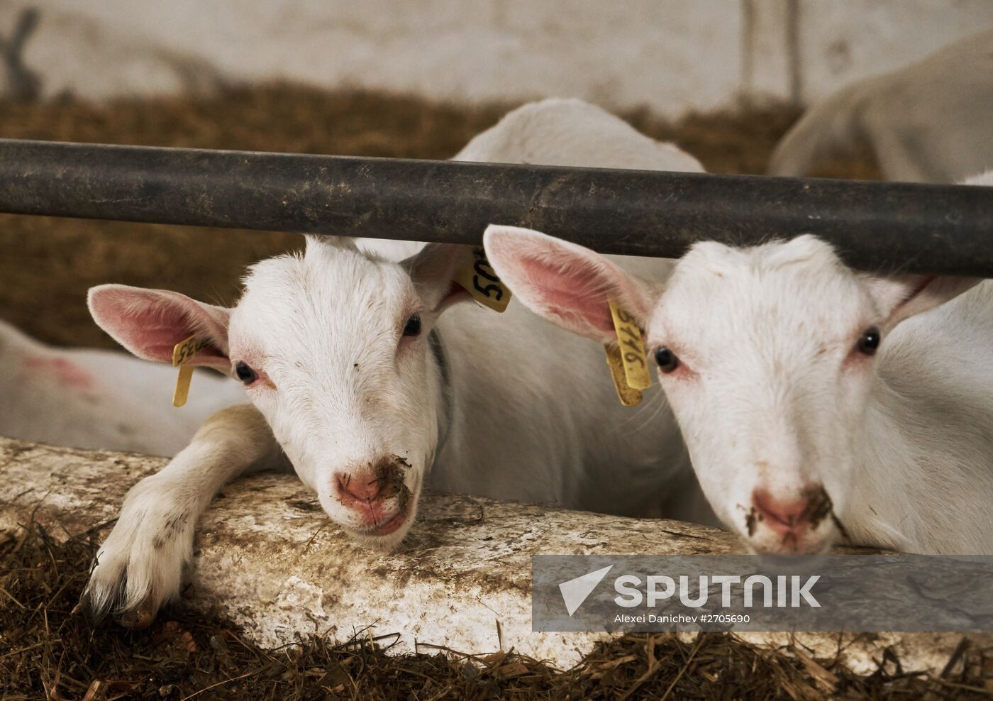 Goat cheese production at "Prinevskoe" breeding factory in the Leningrad region