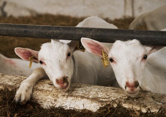Goat cheese production at "Prinevskoe" breeding factory in the Leningrad region