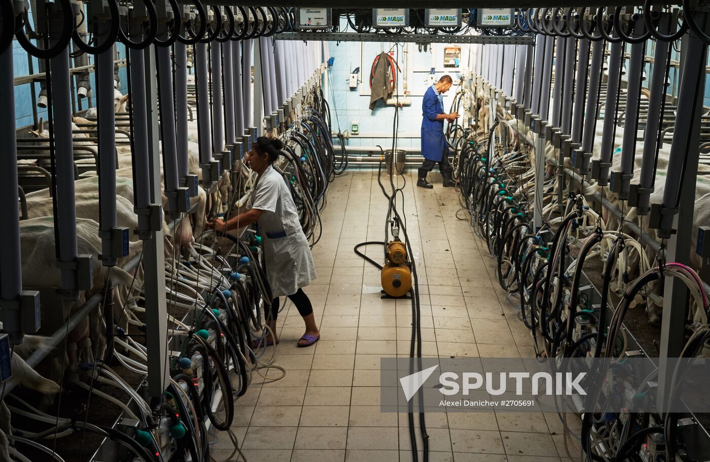 Goat cheese production at "Prinevskoe" breeding factory in the Leningrad region