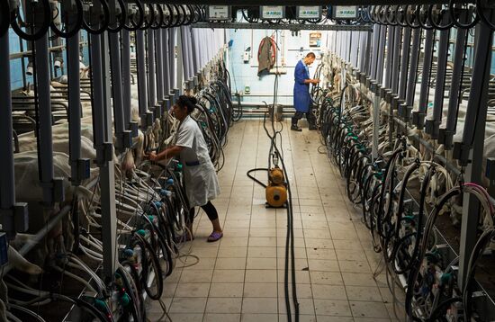 Goat cheese production at "Prinevskoe" breeding factory in the Leningrad region