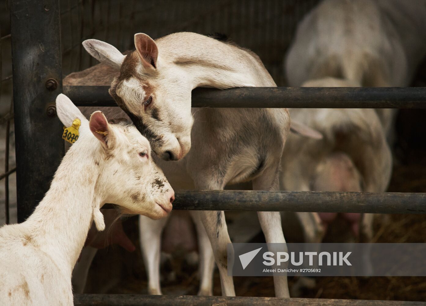 Goat cheese production at "Prinevskoe" breeding factory in the Leningrad region