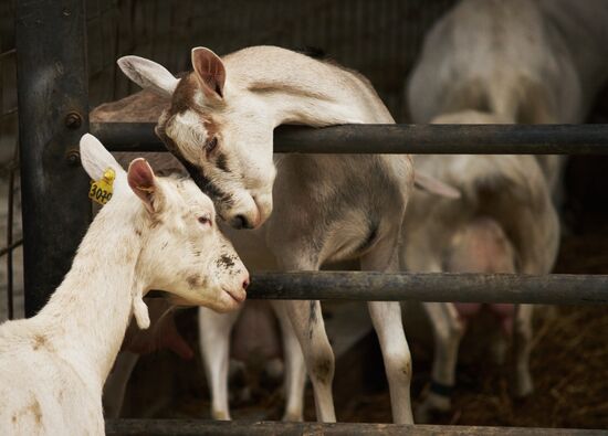Goat cheese production at "Prinevskoe" breeding factory in the Leningrad region