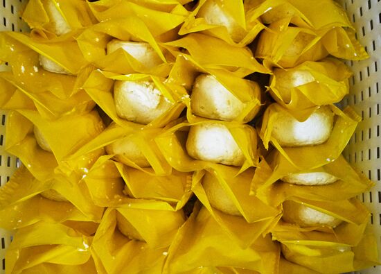 Goat cheese production at "Prinevskoe" breeding factory in the Leningrad region