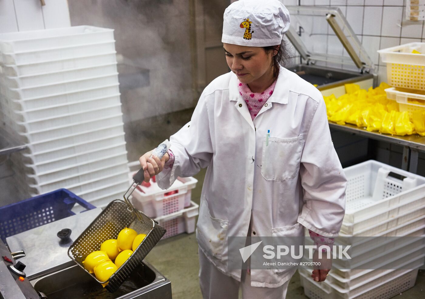 Goat cheese production at "Prinevskoe" breeding factory in the Leningrad region