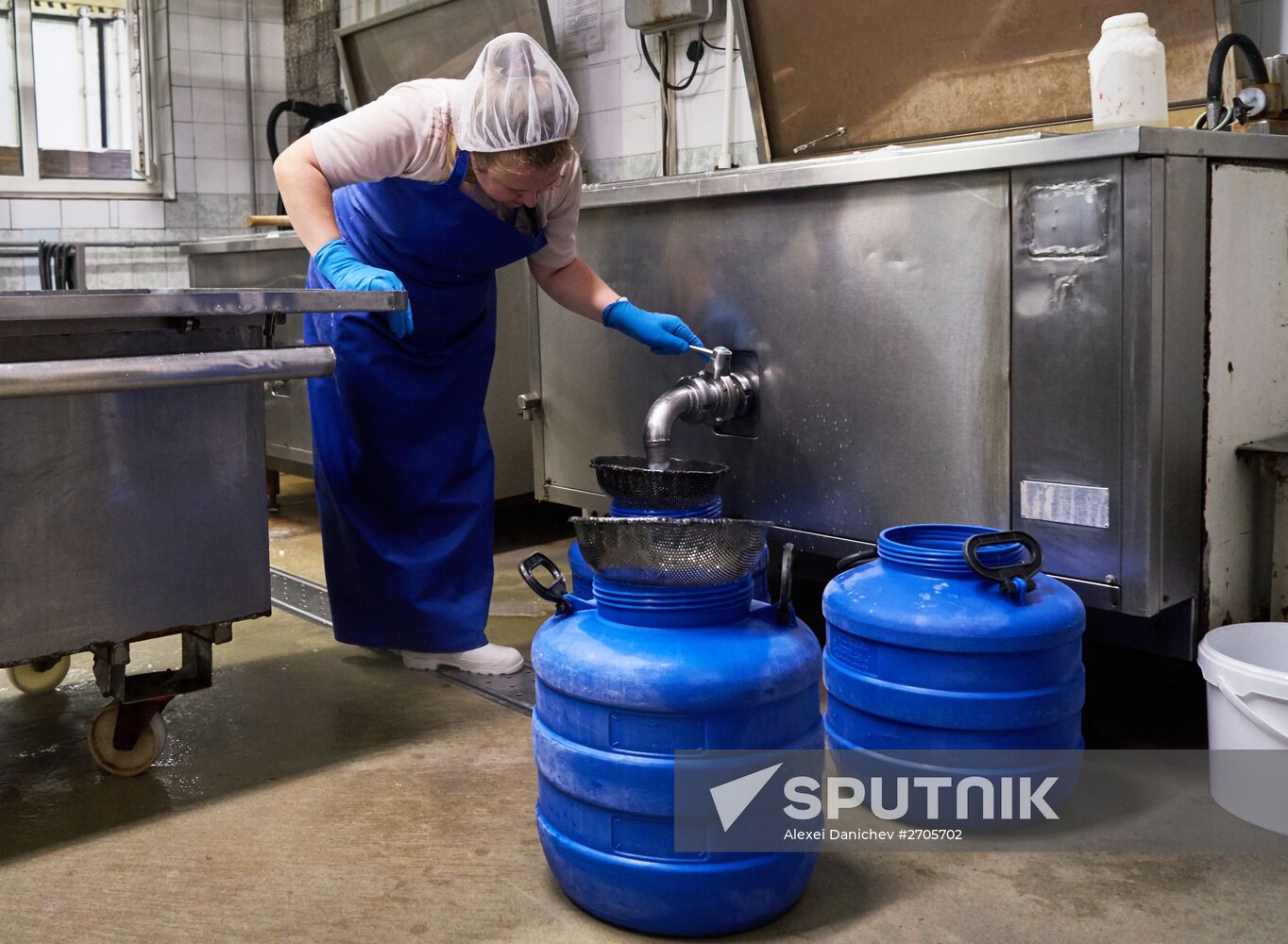 Goat cheese production at "Prinevskoe" breeding factory in the Leningrad region