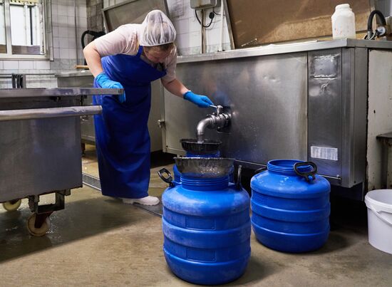 Goat cheese production at "Prinevskoe" breeding factory in the Leningrad region