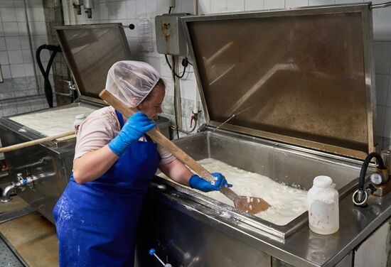 Goat cheese production at "Prinevskoe" breeding factory in the Leningrad region