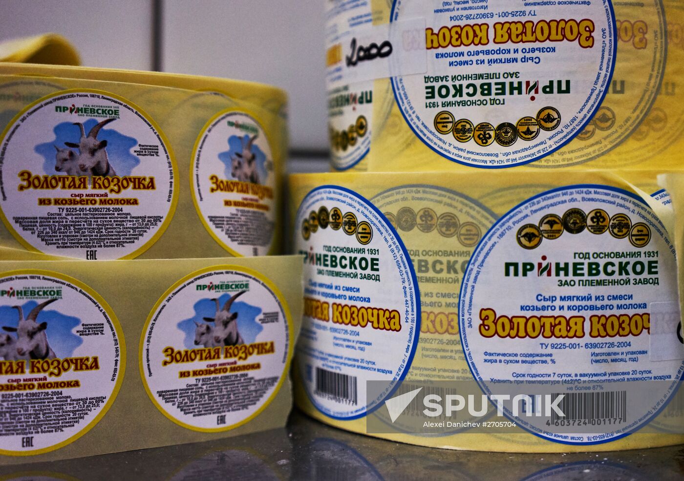 Goat cheese production at "Prinevskoe" breeding factory in the Leningrad region