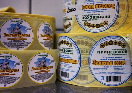 Goat cheese production at "Prinevskoe" breeding factory in the Leningrad region