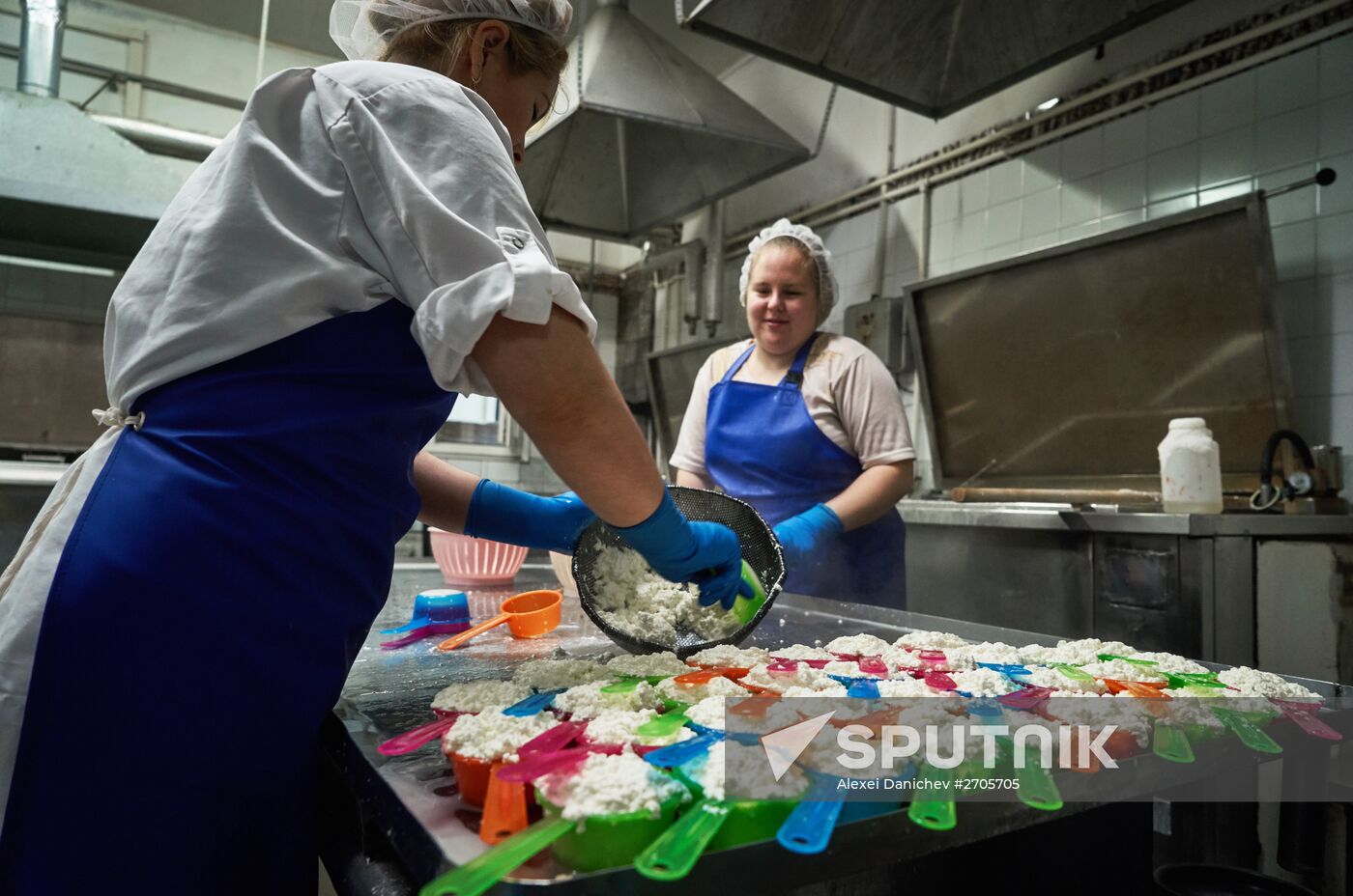 Goat cheese production at "Prinevskoe" breeding factory in the Leningrad region