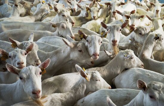 Goat cheese production at "Prinevskoe" breeding factory in the Leningrad region