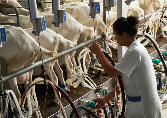 Goat cheese production at "Prinevskoe" breeding factory in the Leningrad region