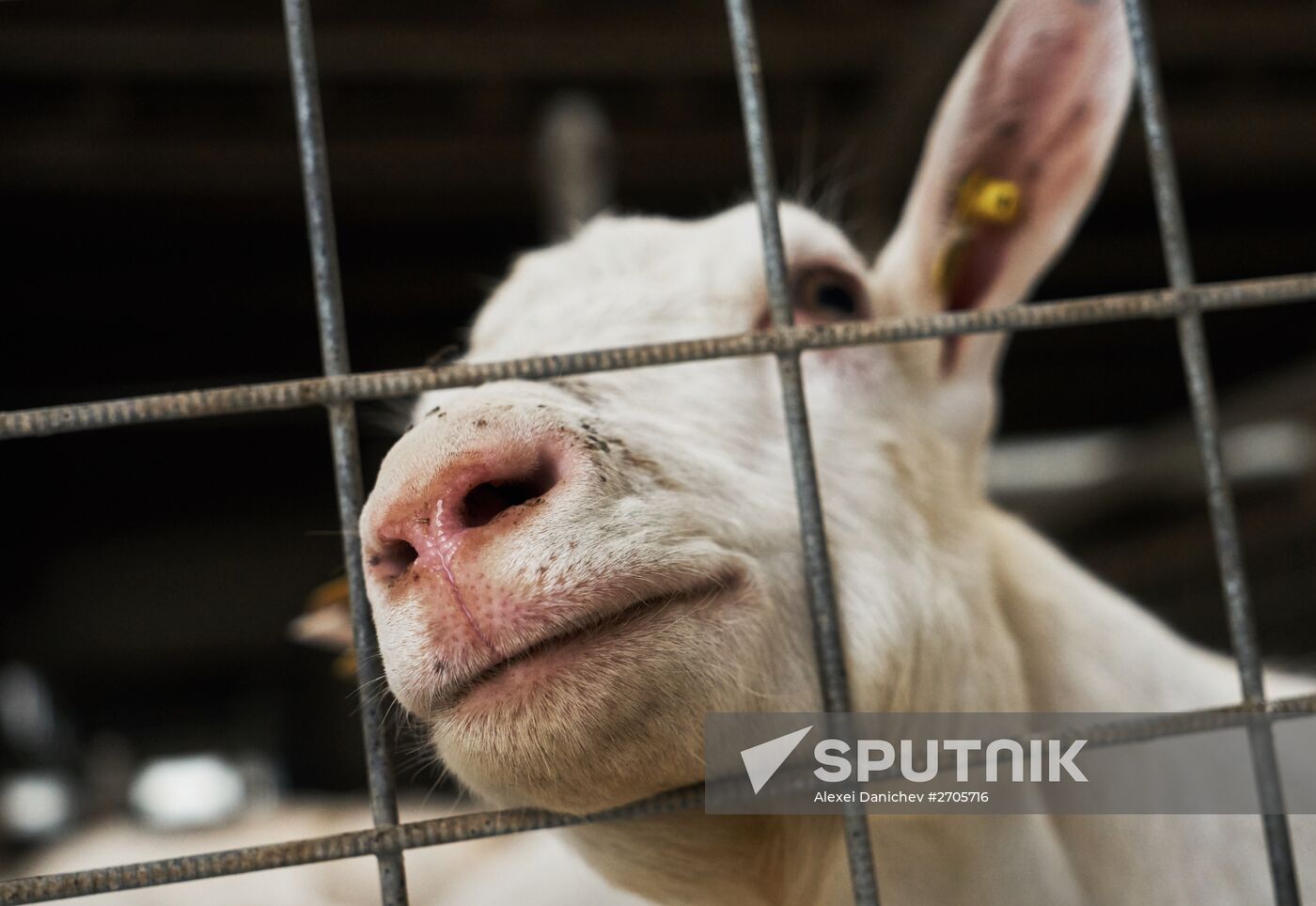 Goat cheese production at "Prinevskoe" breeding factory in the Leningrad region