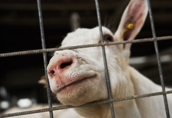 Goat cheese production at "Prinevskoe" breeding factory in the Leningrad region