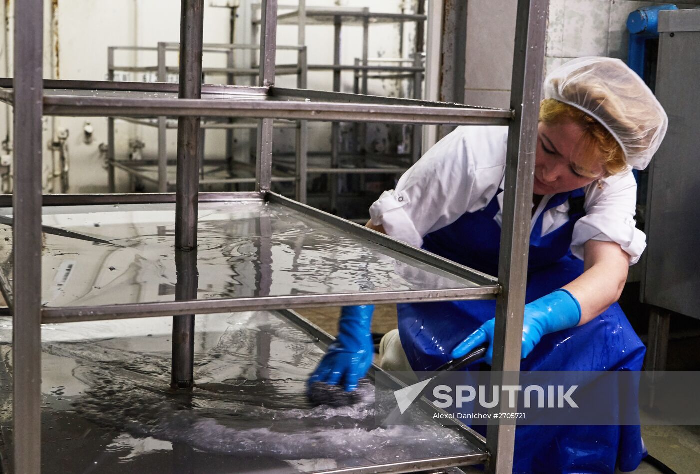 Goat cheese production at "Prinevskoe" breeding factory in the Leningrad region