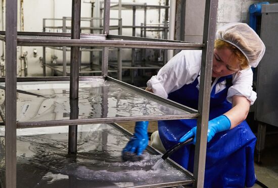 Goat cheese production at "Prinevskoe" breeding factory in the Leningrad region