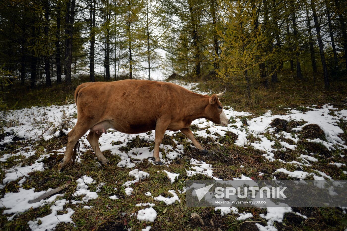 Fall in Siberia