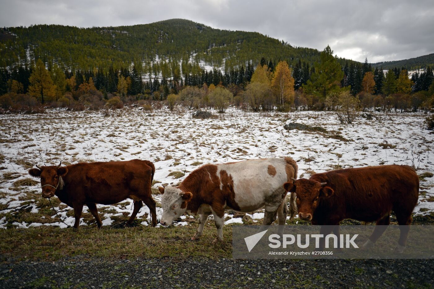 Fall in Siberia