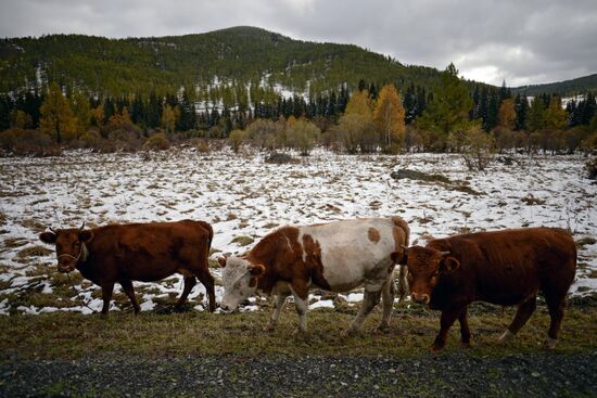 Fall in Siberia