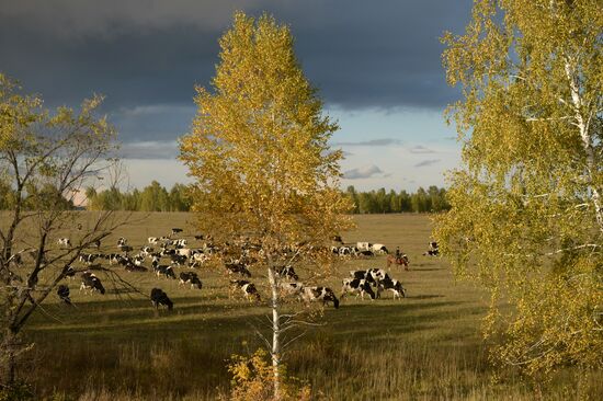 Fall in Siberia