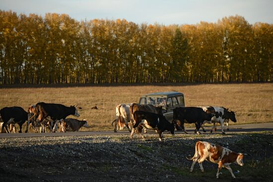 Fall in Siberia