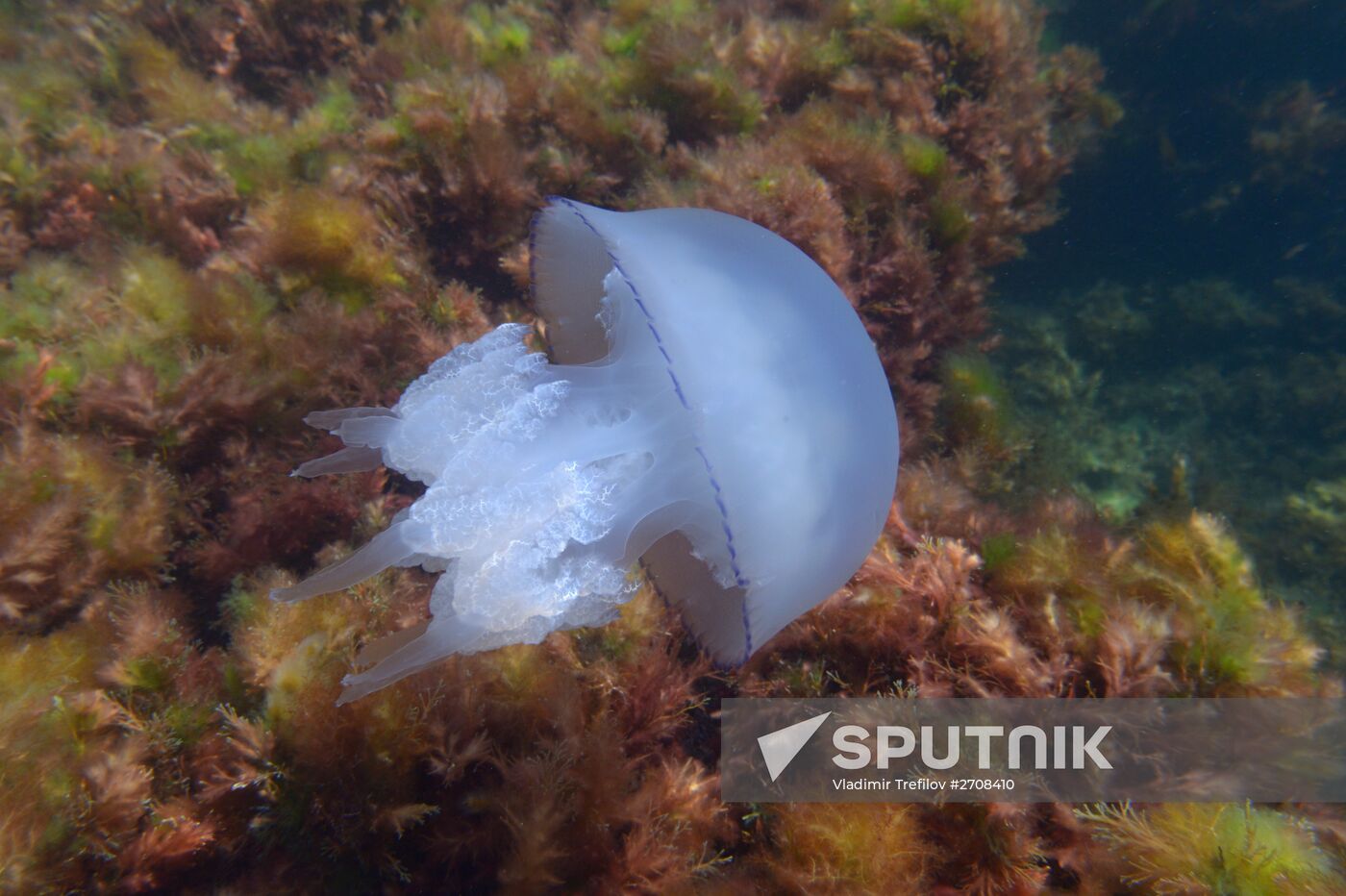 Russian regions. Crimea