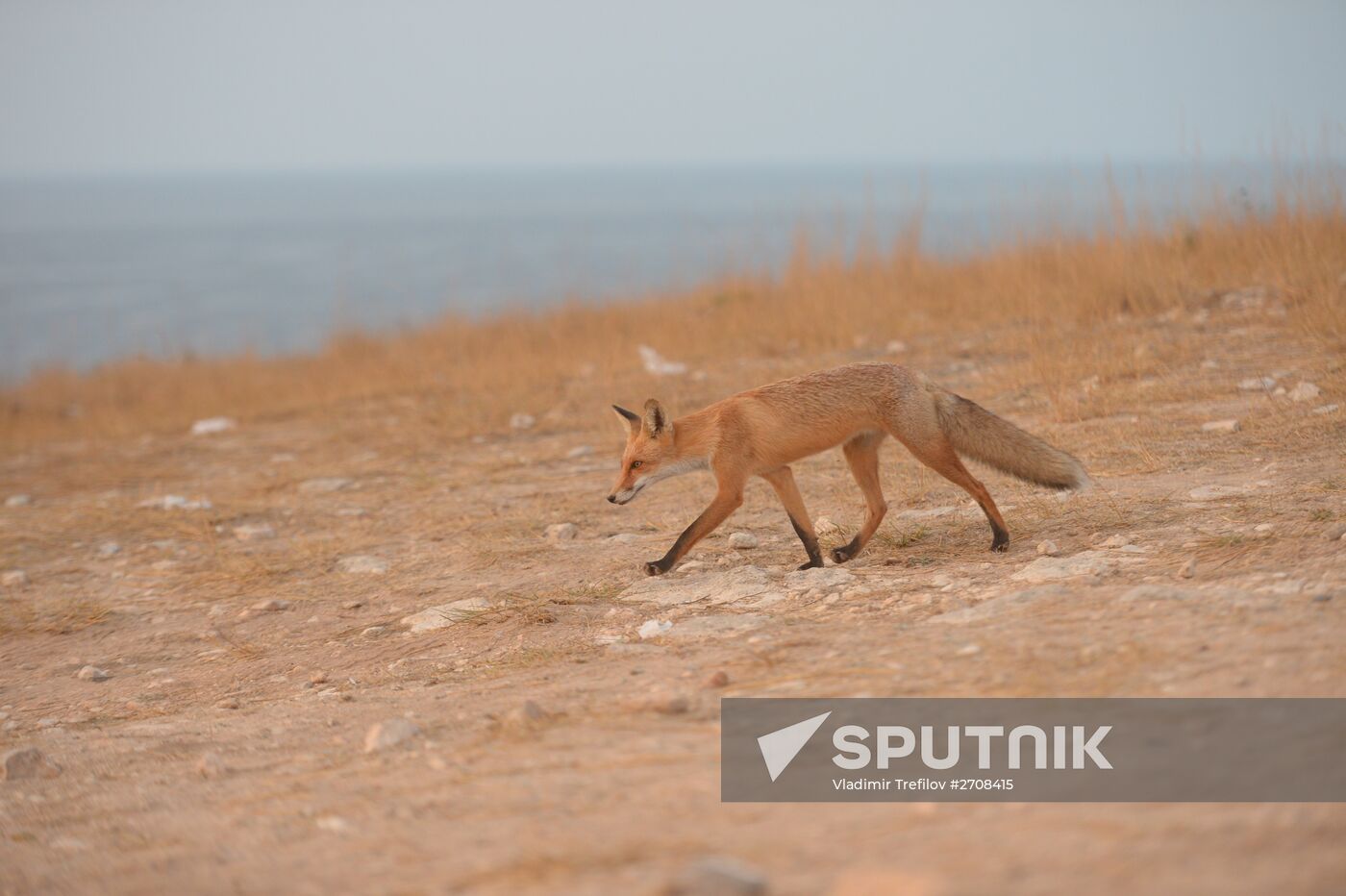 Russian regions. Crimea