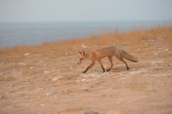 Russian regions. Crimea