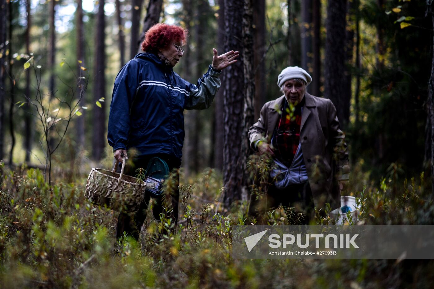 Picking mushrooms in Russia's Novgorod Region