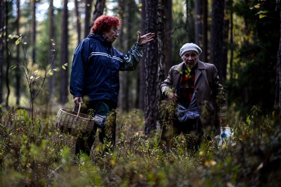 Picking mushrooms in Russia's Novgorod Region