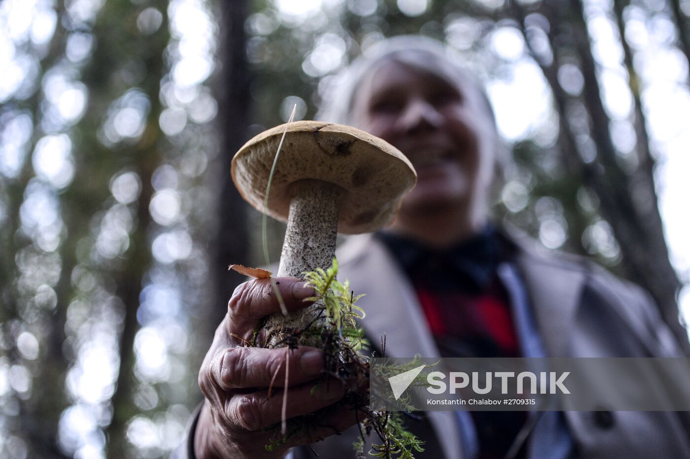 Picking mushrooms in Russia's Novgorod Region