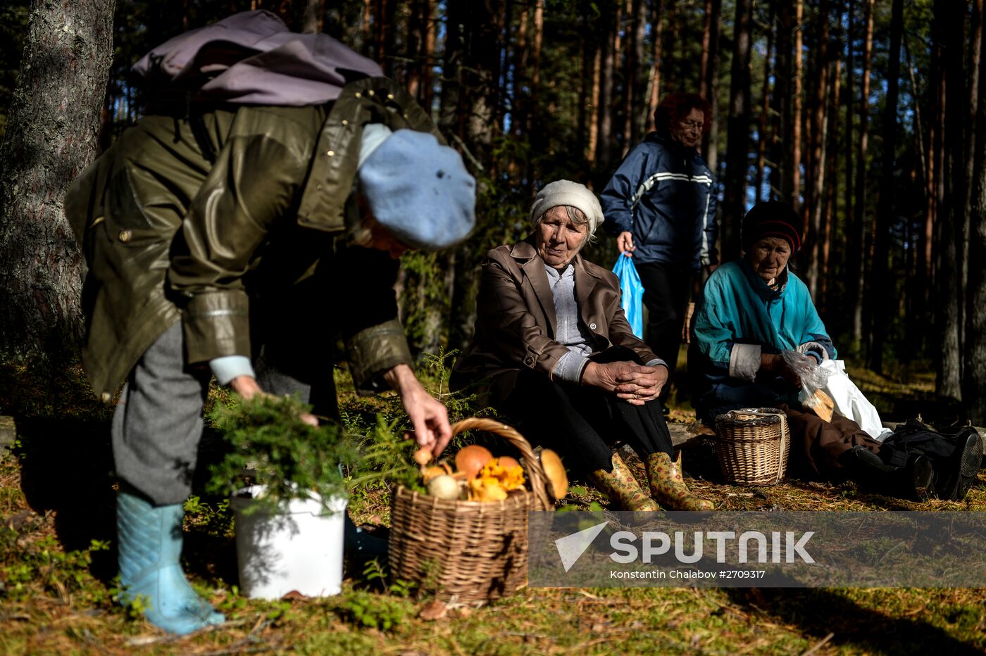 Picking mushrooms in Russia's Novgorod Region