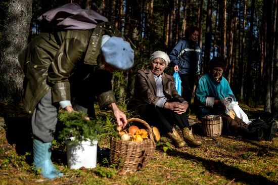 Picking mushrooms in Russia's Novgorod Region
