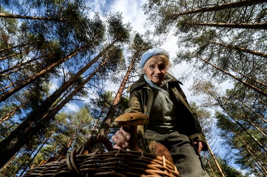Picking mushrooms in Russia's Novgorod Region