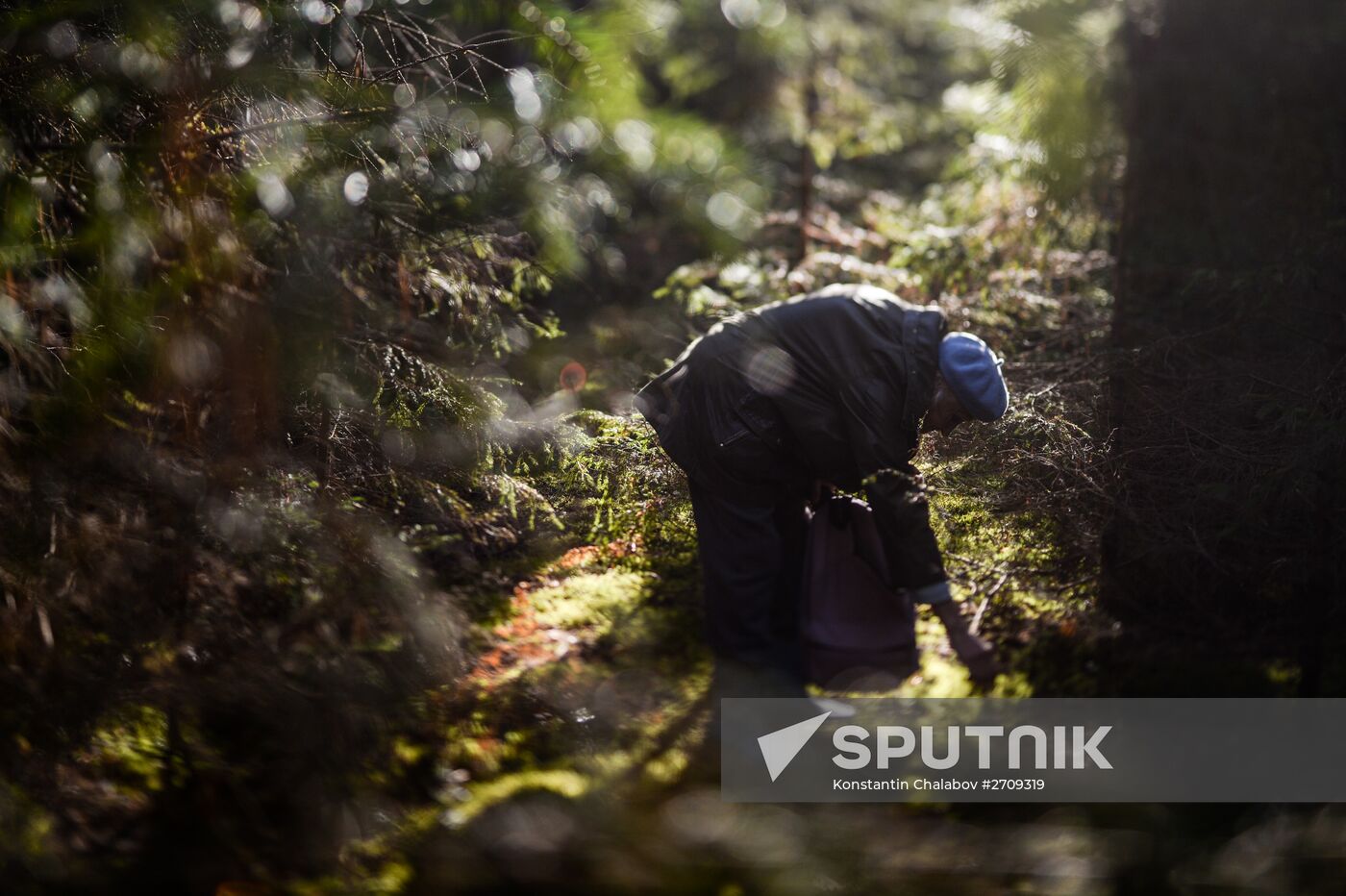 Picking mushrooms in Russia's Novgorod Region