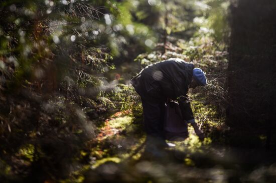 Picking mushrooms in Russia's Novgorod Region