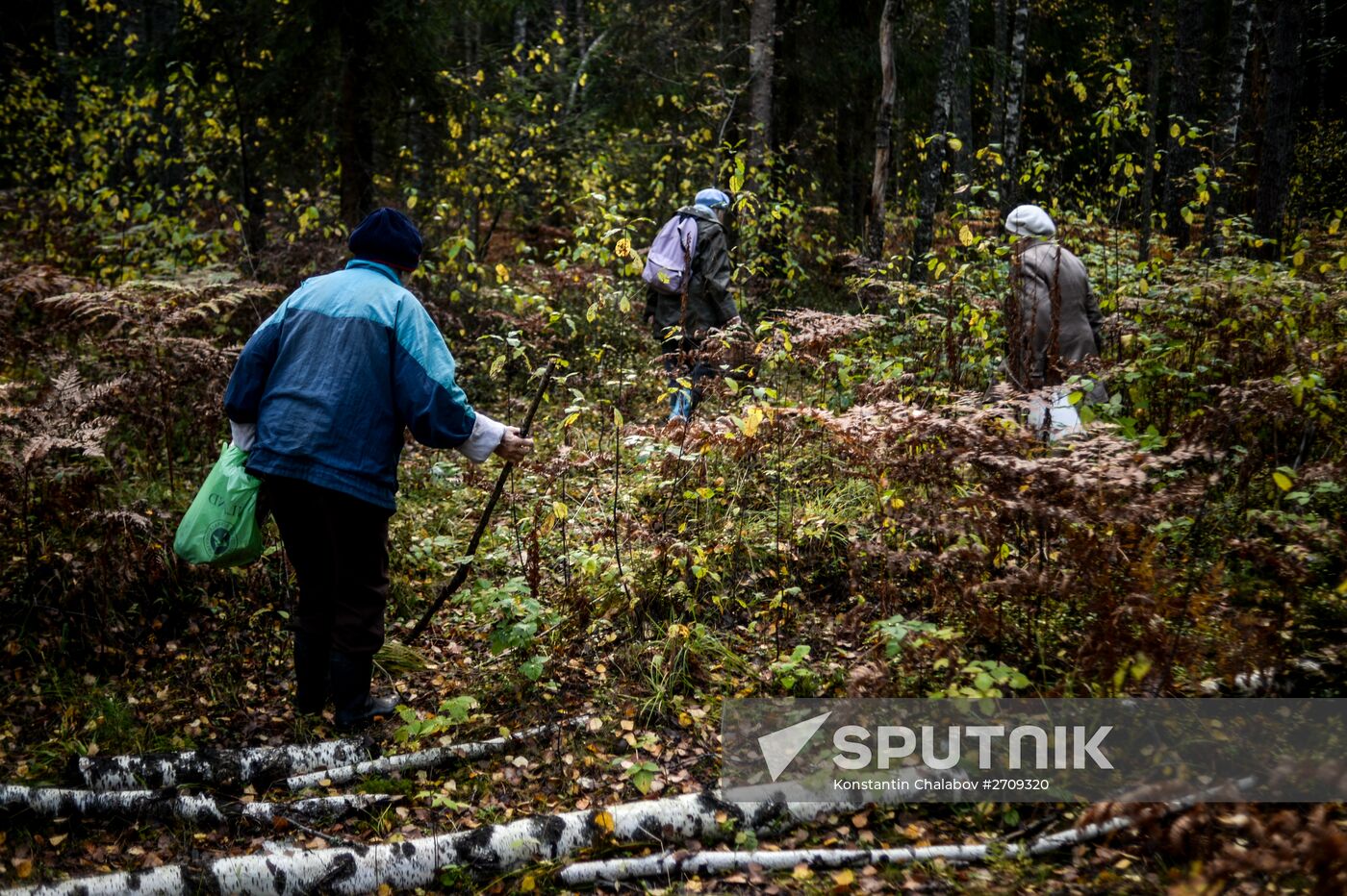 Picking mushrooms in Russia's Novgorod Region