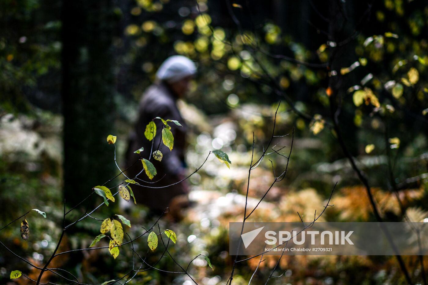 Picking mushrooms in Russia's Novgorod Region