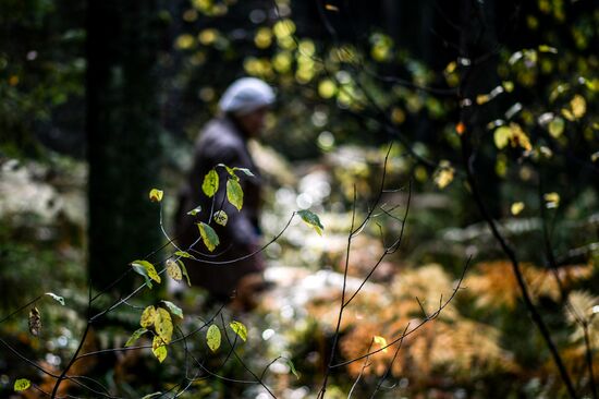 Picking mushrooms in Russia's Novgorod Region