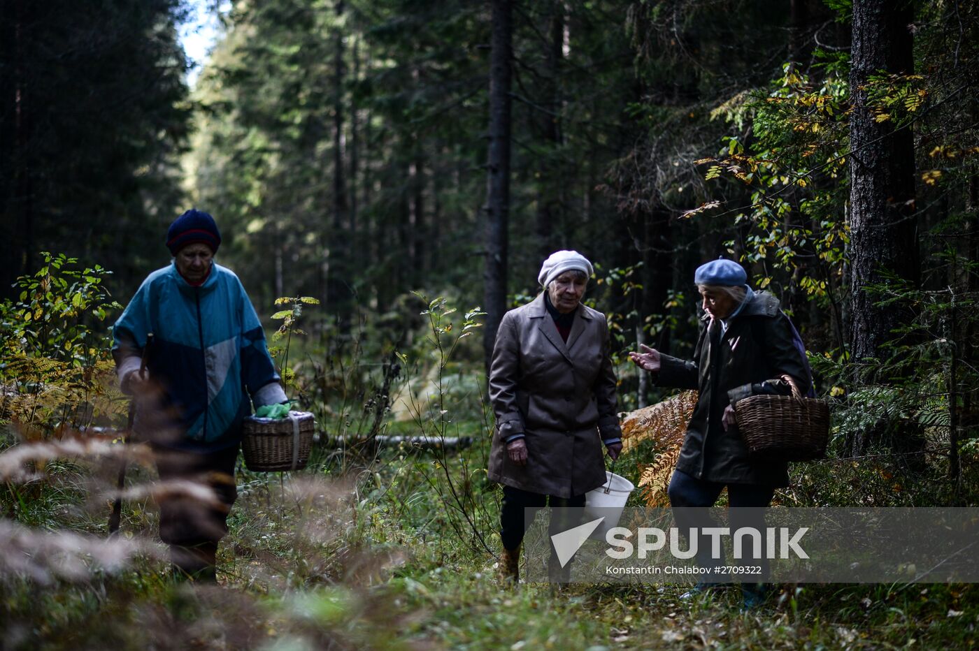 Picking mushrooms in Russia's Novgorod Region