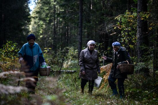 Picking mushrooms in Russia's Novgorod Region