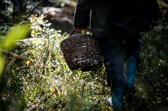 Picking mushrooms in Russia's Novgorod Region