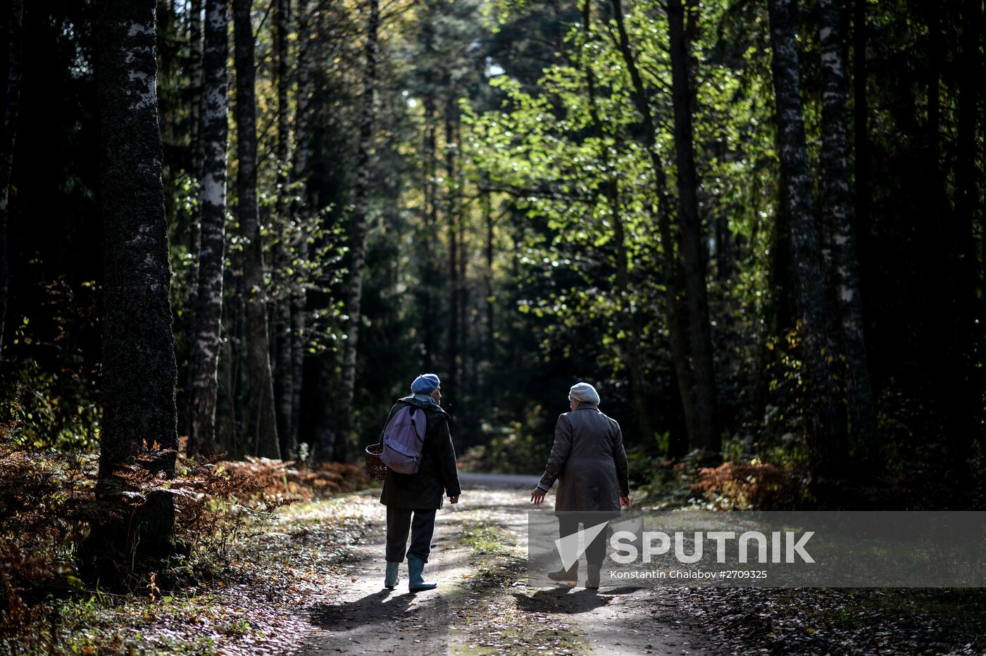 Picking mushrooms in Russia's Novgorod Region