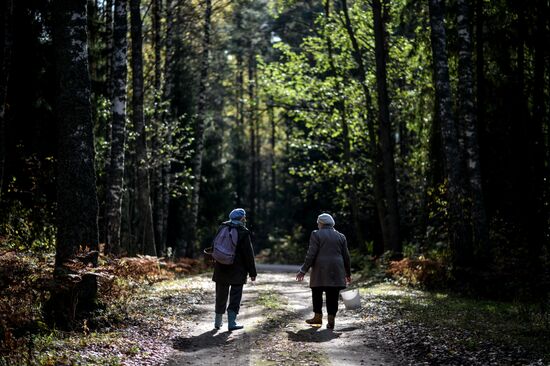 Picking mushrooms in Russia's Novgorod Region