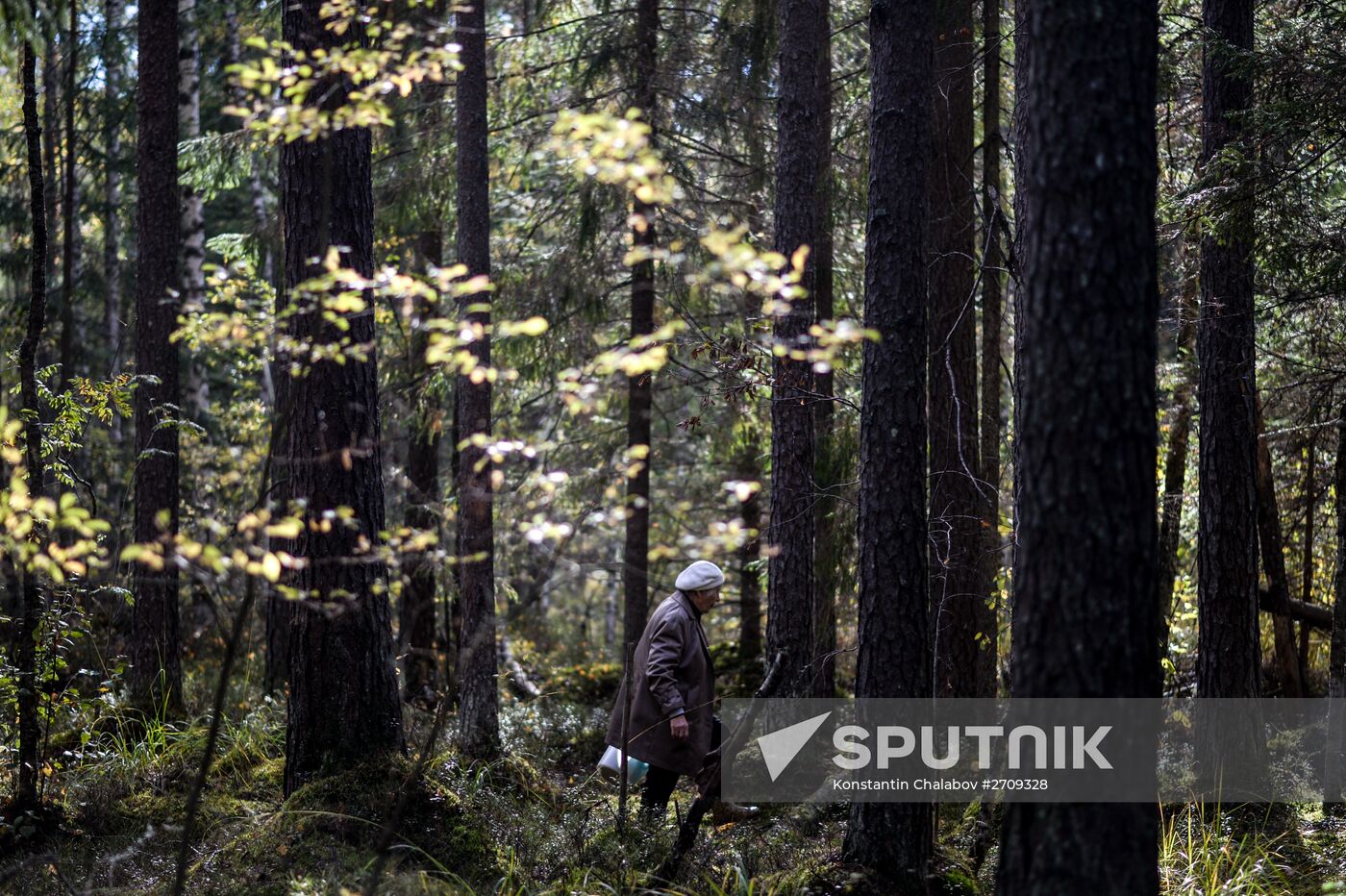 Picking mushrooms in Russia's Novgorod Region