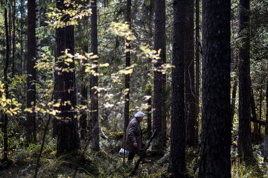 Picking mushrooms in Russia's Novgorod Region
