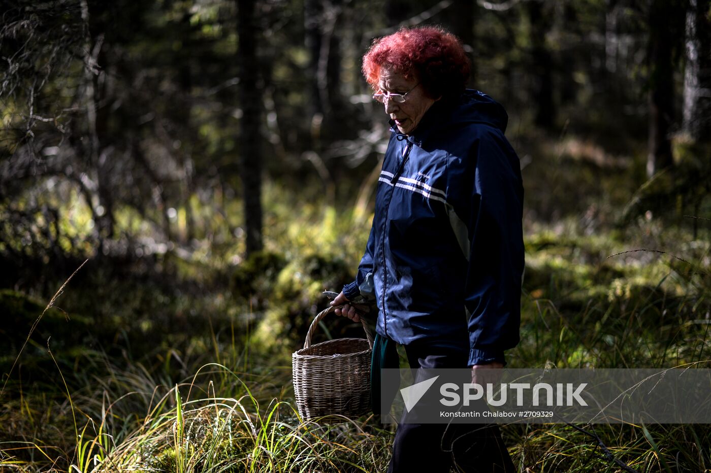Picking mushrooms in Russia's Novgorod Region