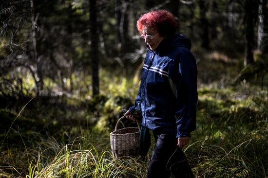 Picking mushrooms in Russia's Novgorod Region